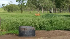 Feeding the future — grazing animals are key to a healthy future