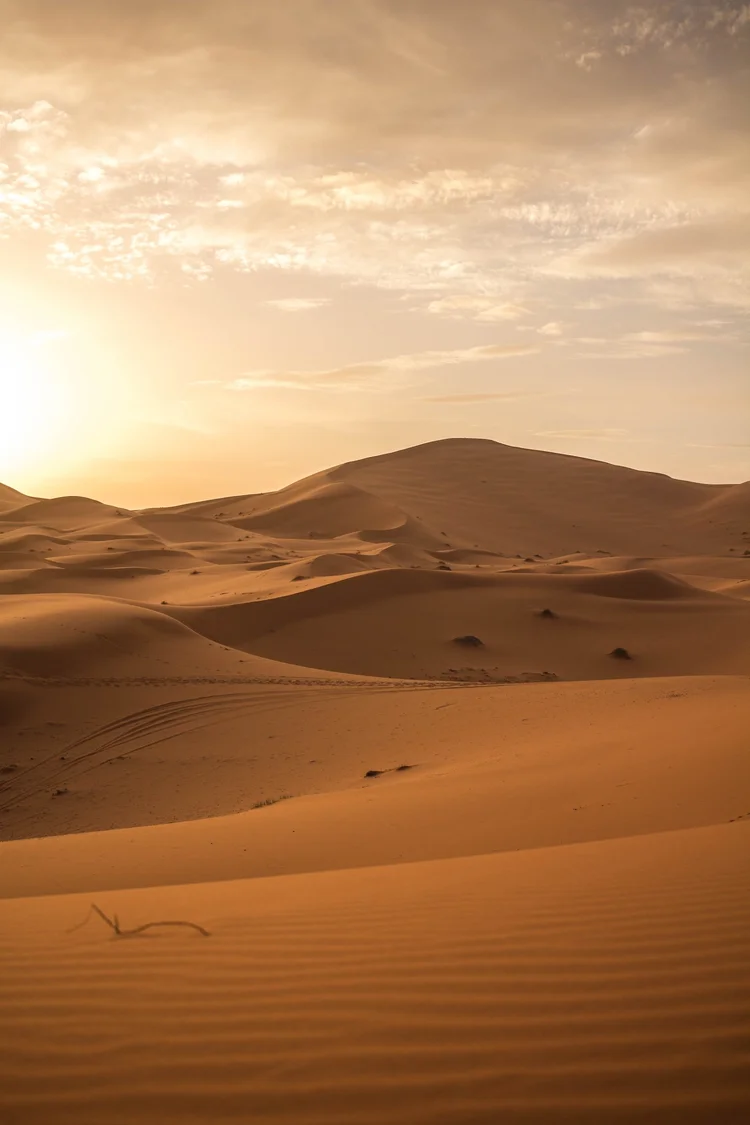 Desert landscape being regenerated into grassland