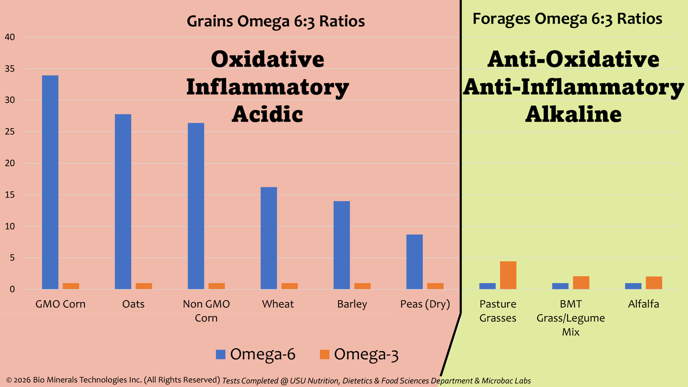 Bar chart of omega-6 to omega-3 ratios in grains versus BMT forages: GMO corn 34, oats 28, non-GMO corn 26, wheat 16, barley 14, dry peas 8.7 — all oxidative and inflammatory — while pasture grasses, BMT grass/legume mix and alfalfa stay low, anti-oxidative and anti-inflammatory