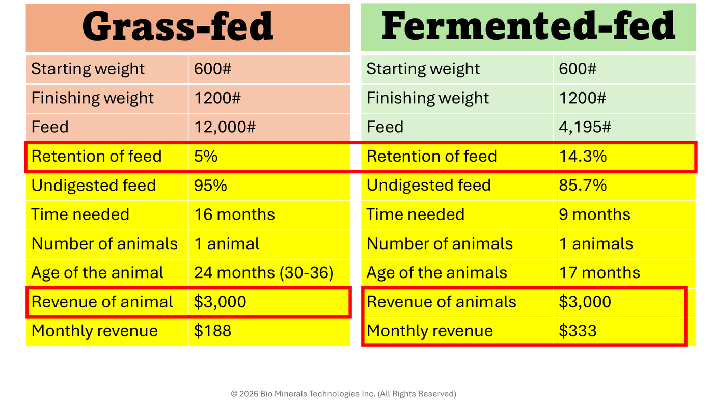Grass-fed versus fermented-fed economics table: same 600 to 1200 pound steer, 12,000 pounds of feed versus 4,195, 16 versus 9 months to finish, 188 versus 333 dollars monthly revenue