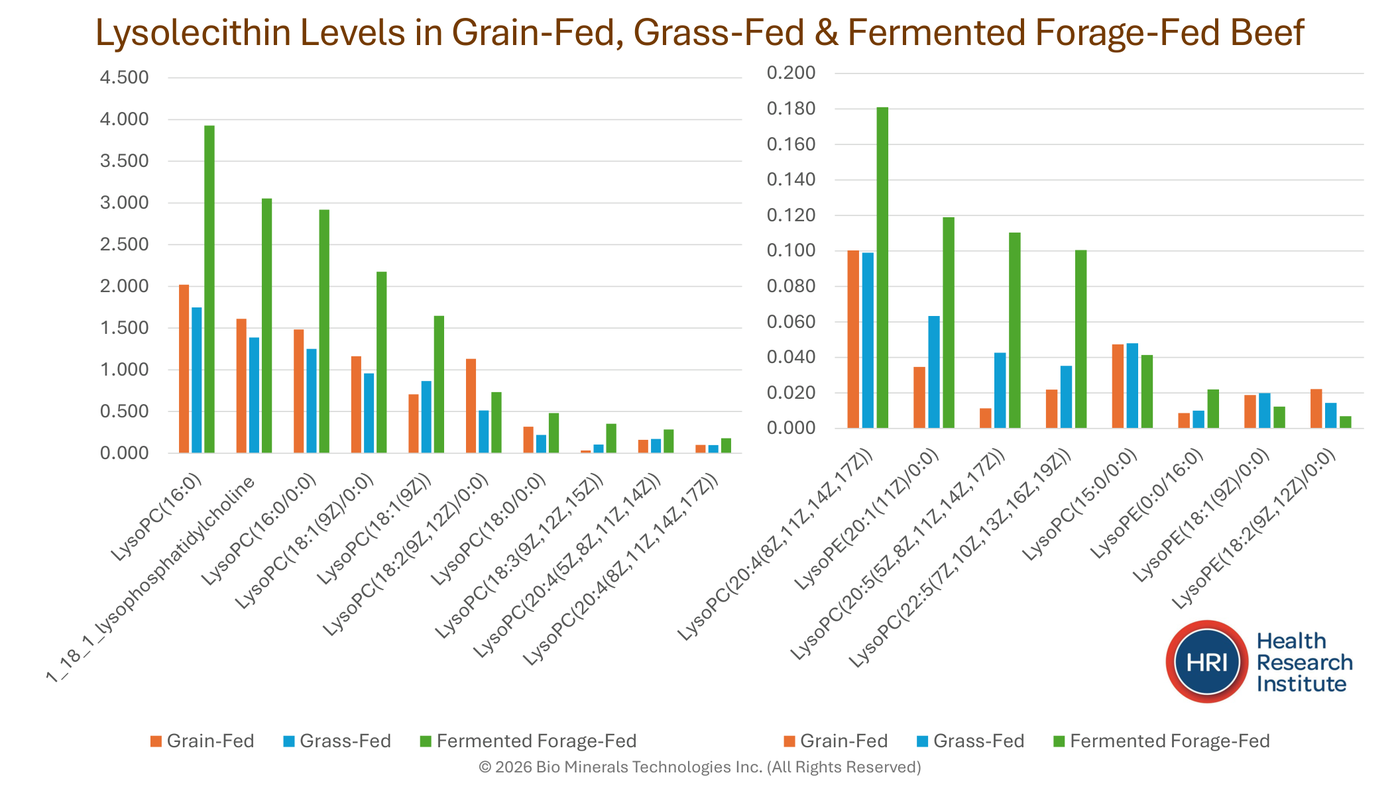Lysolecithin levels in grain-fed, grass-fed and fermented forage-fed beef — fermented forage-fed leads across the family